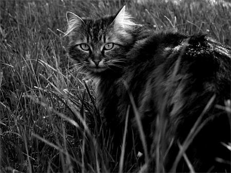 chat qui chasse