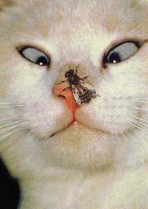 chatmouche