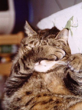 chat