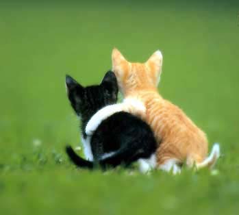 chats