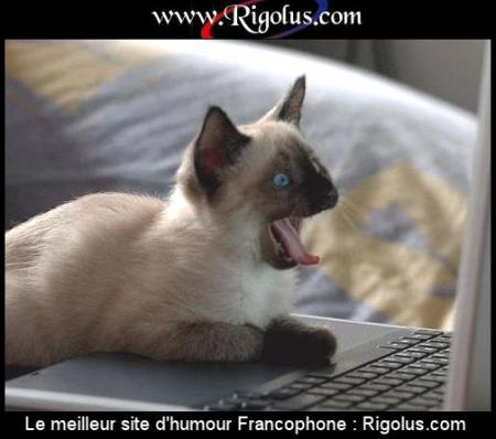 c'est le chat