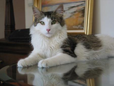 c mon chat